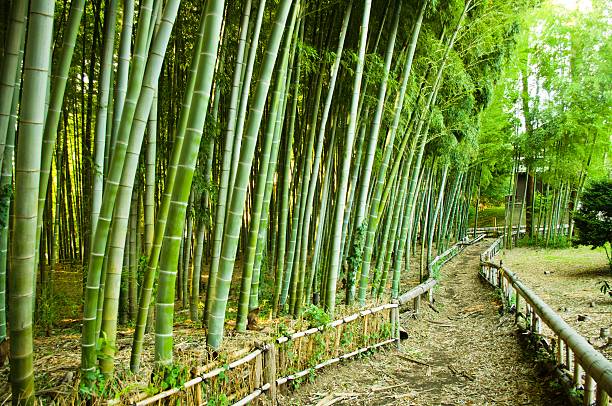 대나무 숲 웨이 - footpath single lane road bamboo bamboo shoot 뉴스 사진 이미지