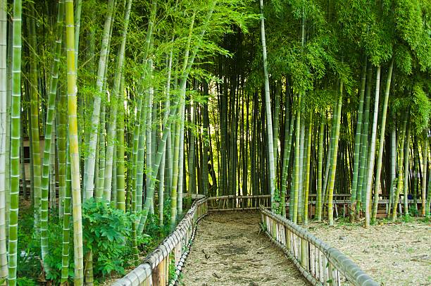 대나무 숲 웨이 - footpath single lane road bamboo bamboo shoot 뉴스 사진 이미지