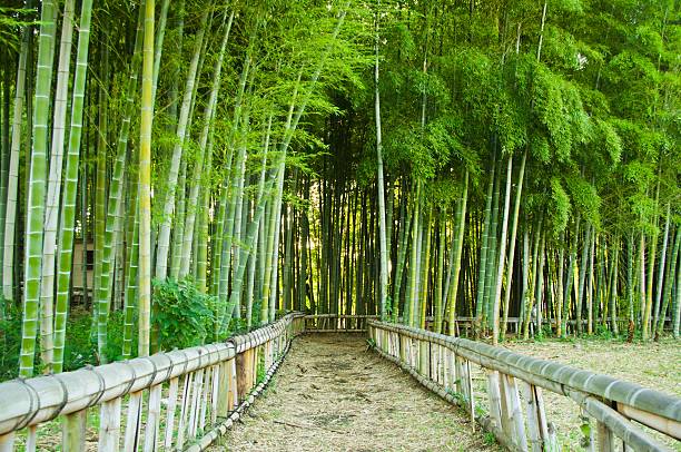 대나무 숲 웨이 - footpath single lane road bamboo bamboo shoot 뉴스 사진 이미지