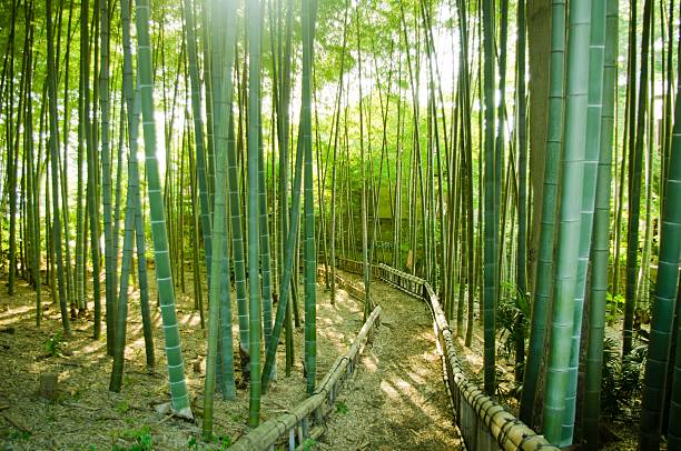 대나무 숲 웨이 - footpath single lane road bamboo bamboo shoot 뉴스 사진 이미지
