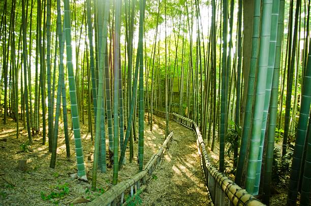 대나무 숲 웨이 - footpath single lane road bamboo bamboo shoot 뉴스 사진 이미지