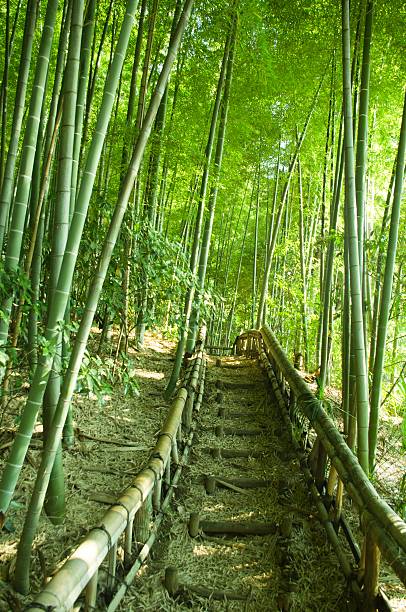 대나무 숲 웨이 - footpath single lane road bamboo bamboo shoot 뉴스 사진 이미지