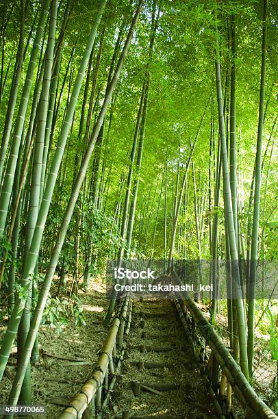 Bamboo Forest Way Stock Photo - Download Image Now - Asia, Bamboo - Material, Bamboo - Plant