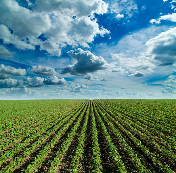istock Soybean field growing over blue sky with nice clouds. 498770287