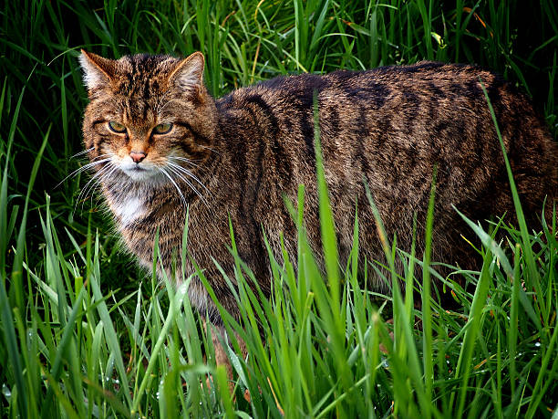 Scottish Wildcat stock photo