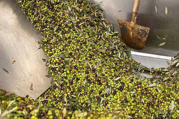 Olive Mill Steel Feeder Container stock photo