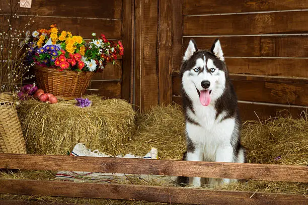 Dog-puppy of breed Siberian husky, portrait in the interiors of photo StudioDog-puppy of breed Siberian husky, portrait in the interiors of photo Studio