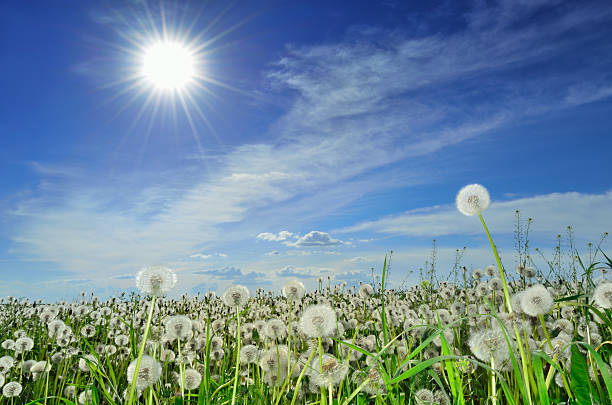 istock field of dandelions 498770841