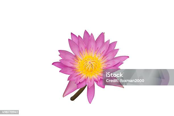 Pink Lotus White Background Stock Photo - Download Image Now - Beauty In Nature, Black Color, Blossom