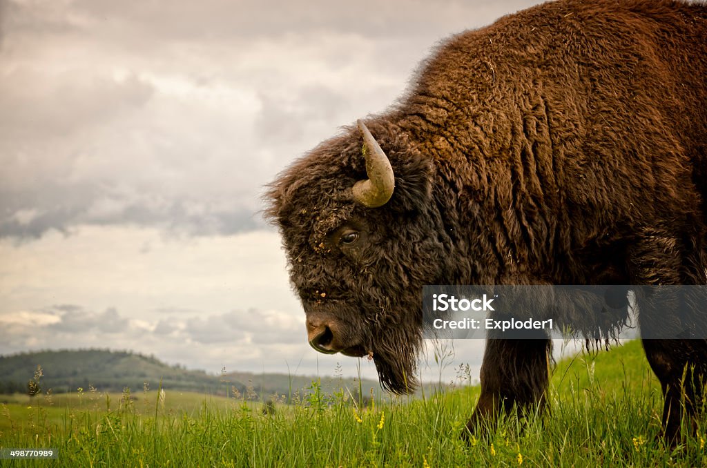 Buffalo (American Bison) Bison roaming free in a Custer State Park meadow South Dakota Stock Photo