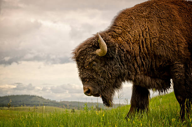 buffalo (american bison - black hills - fotografias e filmes do acervo