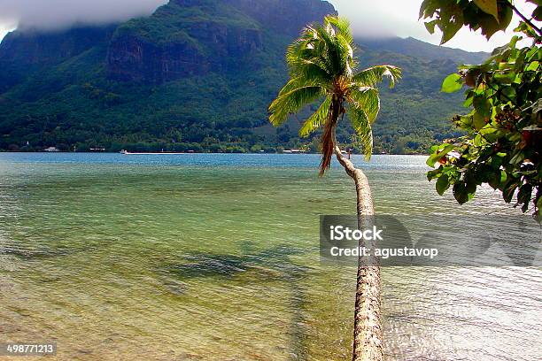 Coconut Palm Tree Over Turquoise Waters In Polynesia Tahiti Stock Photo - Download Image Now