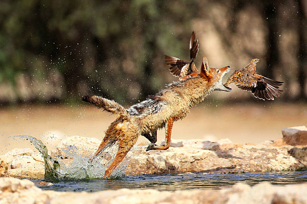 istock Jackal catching bird in the air 498771307