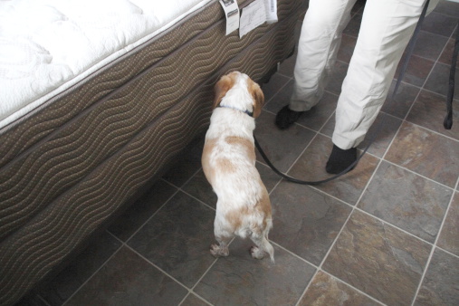 A specially trained dog and his handler searches a mattress for bed bugs.