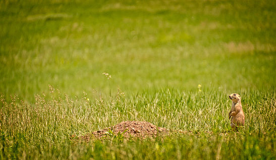 A prairie dog lies flat near its burrow in the flowery prairie in Badlands National Park, South Dakota.