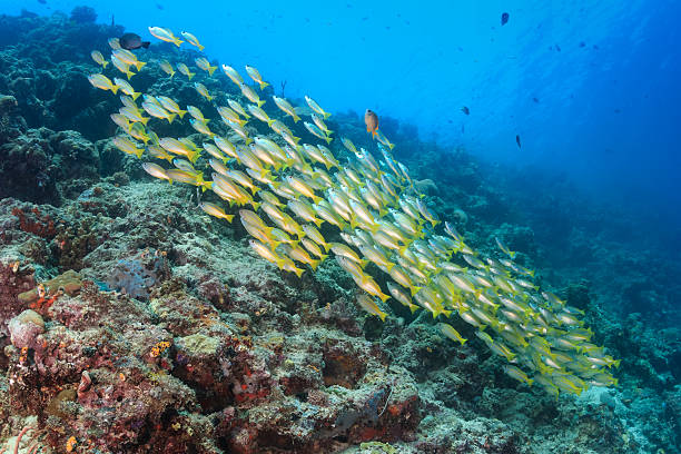 istock Shoal of Snapper on a tropical coral reef 498771631