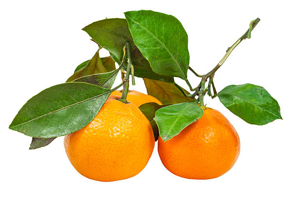 istock twigs with fresh abkhazian tangerines isolated 498771894