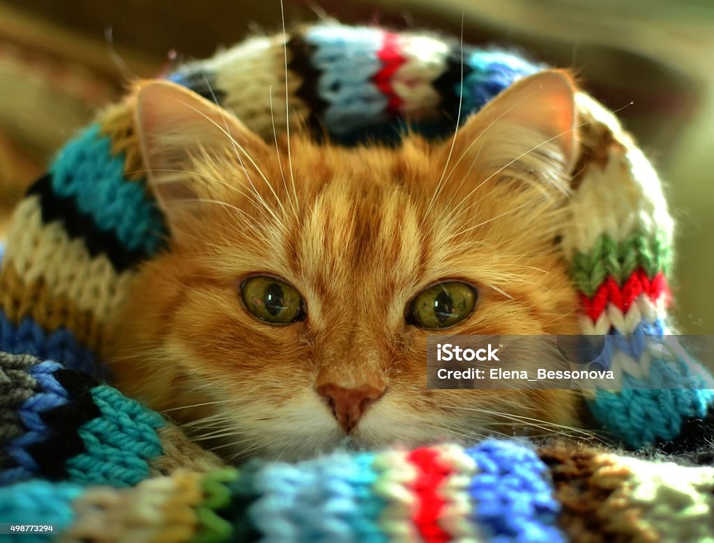 Funny red cat Funny red cat in cozy home atmosphere. Animal Hospital Stock Photo