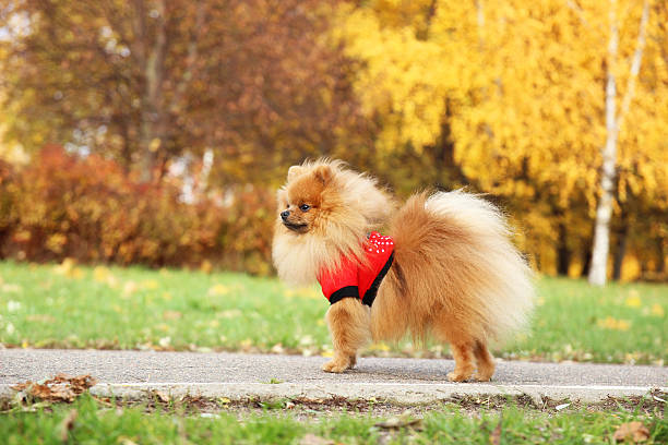 istock Funny autumn pomeranian dog. 498774078