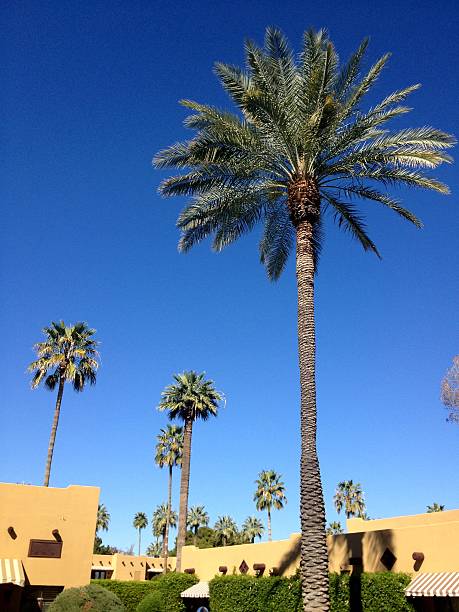 istock Palm Trees against desert sky at desert resort 498784775