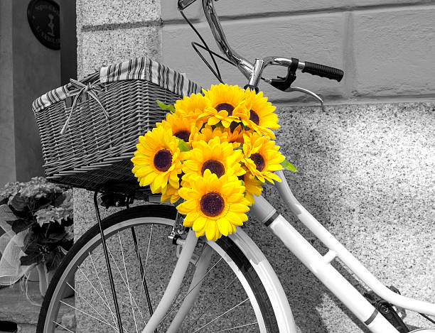 Bicycle decorated with sunflowers BW image stock photo