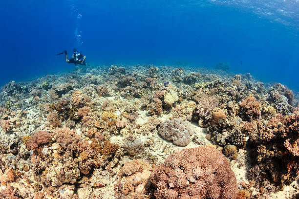 istock Shallow corals of the Sipadan Barrier Reef 498785723