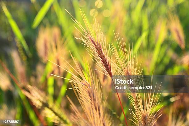 Wheat Grass Stock Photo - Download Image Now - Agriculture, Cereal Plant, Corn On The Cob