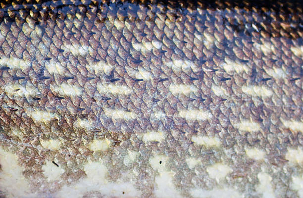 istock Side pike. Skin of a fish with scales. 498786105
