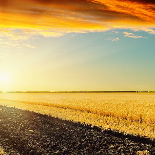 istock red sunset over field with golden harvest 498787195