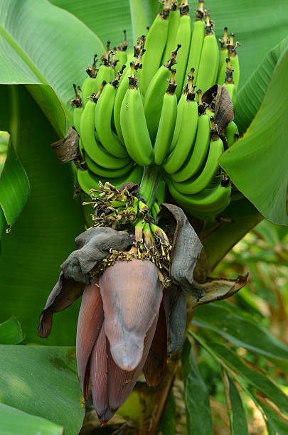 istock Banana bunch on tree in the garden at Thailand 498787475