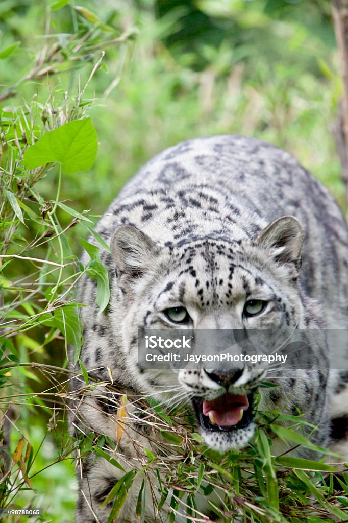 Snow leopard - Zbiór zdjęć royalty-free (Afryka)