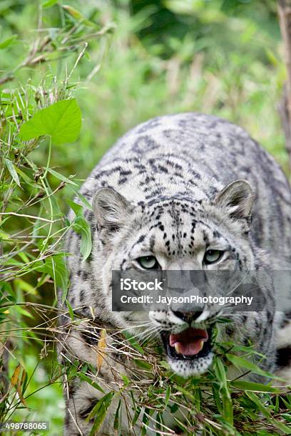 Snow Leopard - zdjęcia stockowe i więcej obrazów Afryka - Afryka, Bez ludzi, Biały