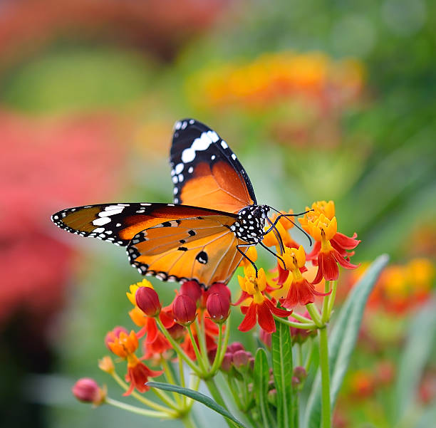 istock Butterfly on orange flower 498788309