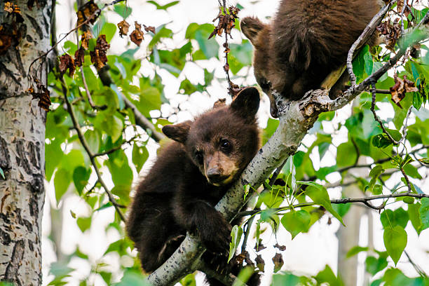 istock American Black Bear and Cub (Ursus americanus) 498788705