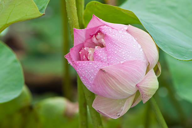istock beautiful lotus with water 498789163