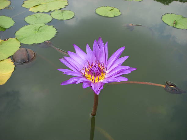 Pink waterlily Pink waterlily. nymphaea stellata stock pictures, royalty-free photos & images