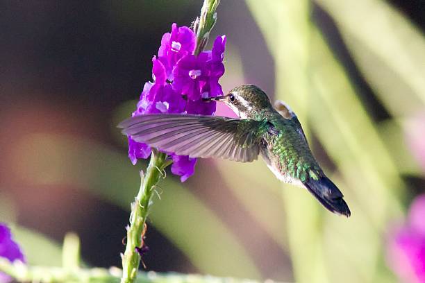 istock Green Hummingbird Drinking From Flower 498789765