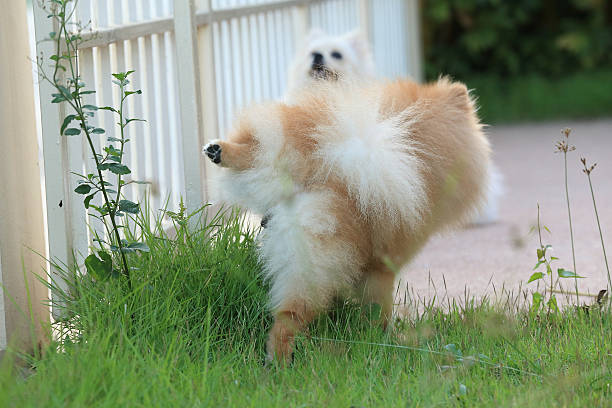 pomeranian dog peeing on grass in the garden