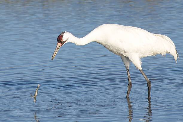 Whooping Crane vs. Crab Whooping Crane Watches Crab Fall Back Into the Bay whooping cranes pics stock pictures, royalty-free photos & images