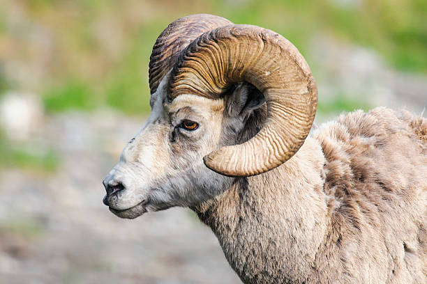istock Rocky Mountain Bighorn Sheep (Ovis canadensis) 498790549