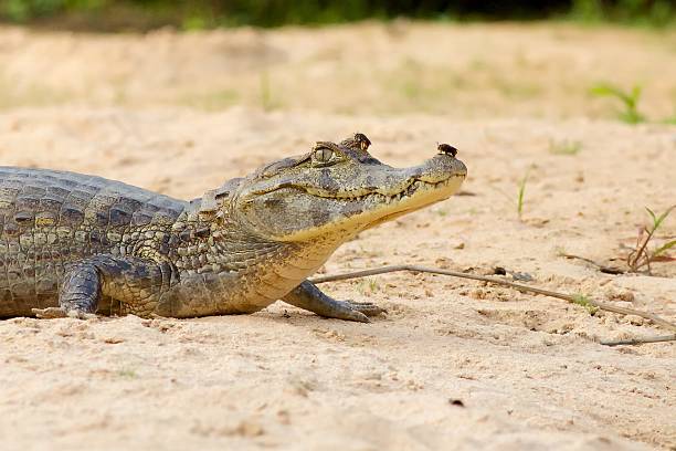 istock Cayman Alligator with Beetle on Nose and Eye 498790573