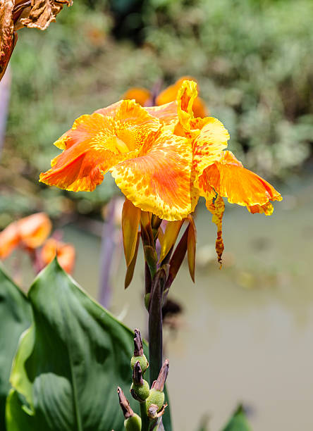 istock Indian shot flower or Canna flower (Canna spp. and hybrid) 498790579