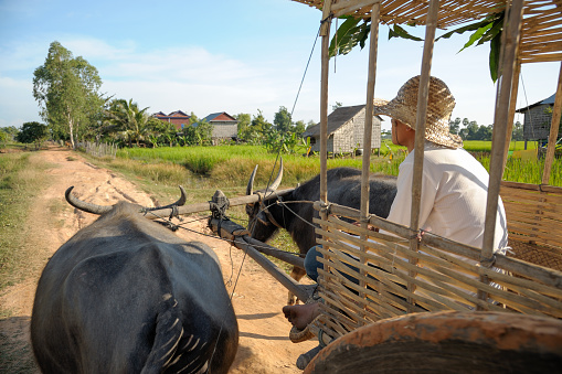Siem Reap, Сambodia - November 14, 2010: Cambodian farmer with a straw hat drives a cart drawn by water buffaloes on a country road in the region of Siem Reap