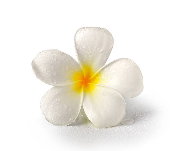 istock Tropical flowers frangipani (plumeria) isolated on white backgro 498791497