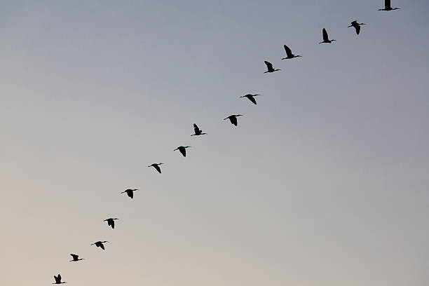 istock Bird flying in a blue sky, Lake Maracaibo, Venezuela 498794282