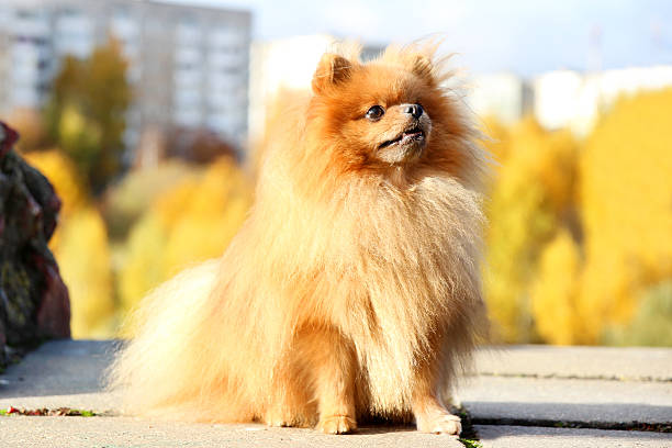 istock Funny autumn pomeranian dog. 498794312