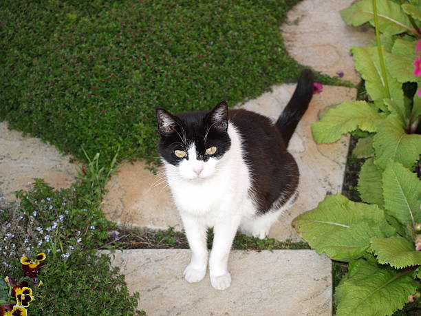 istock Wide-eyed garden cat 498794470