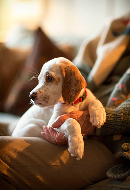 English Setter as therapy dog on a senoir woman's lap.
