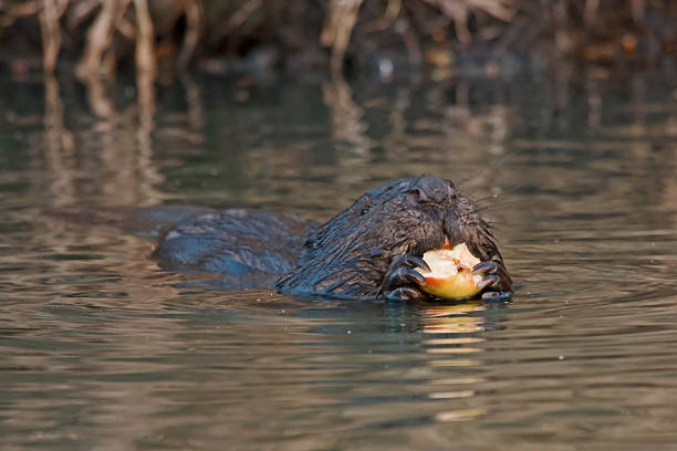 istock Close-up of eating beaver 498795546