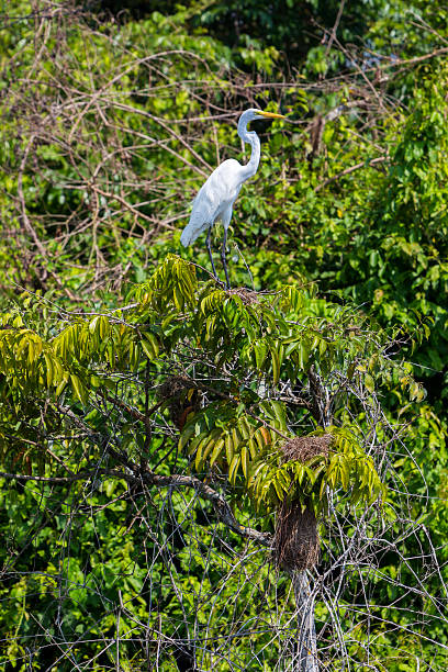 istock Great Egret near Lake Maracaibo, Venezuela 498796726